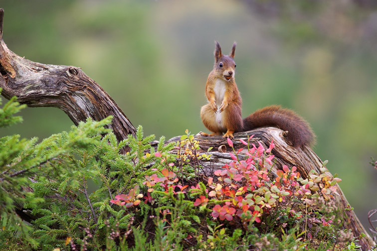 Red Squirrel (Sciurus vulgaris) on fallen log in autumnal pine forest. Norway. September 2005